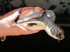 Wasserschildkröte II