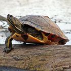 Wasserschildkröte im Altrhein