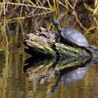 Wasserschildkröte im Bruchsee