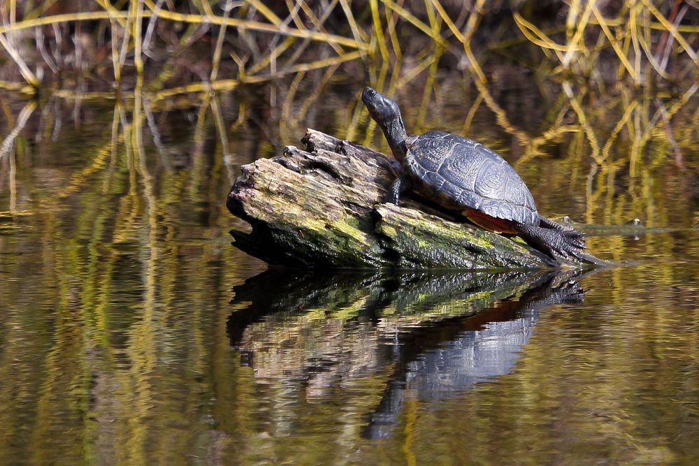 Wasserschildkröte im Bruchsee