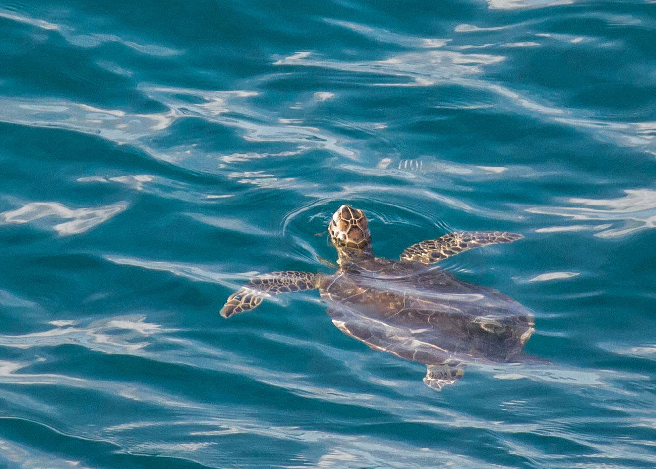 Wasserschildkröte im Meer