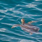 Wasserschildkröte im Meer