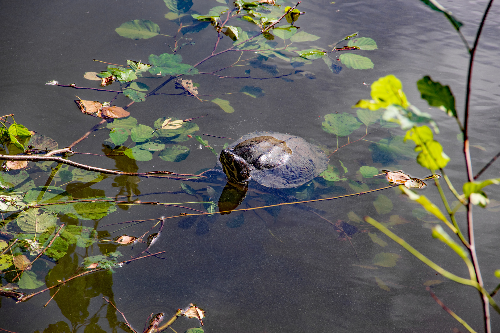 Wasserschildkröte im Waldsee.