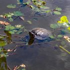 Wasserschildkröte im Waldsee.