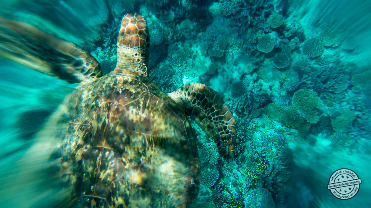 Wasserschildkröte in Australien