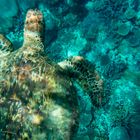 Wasserschildkröte in Australien