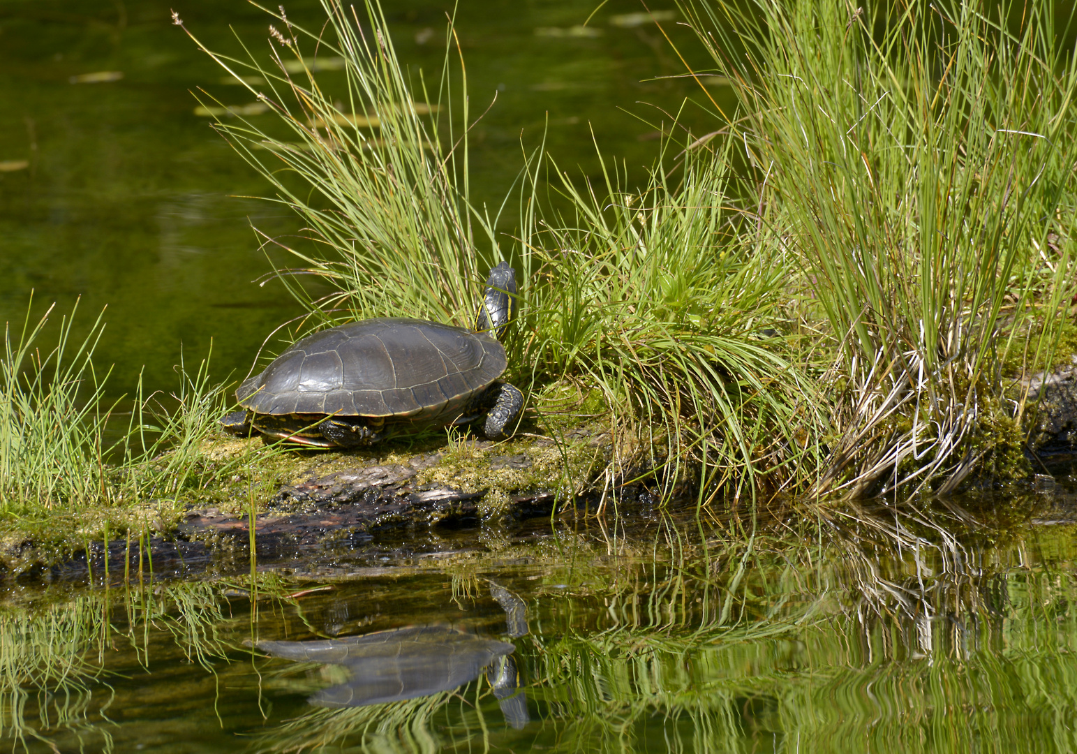 Wasserschildkröte in Canada