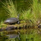 Wasserschildkröte in Canada