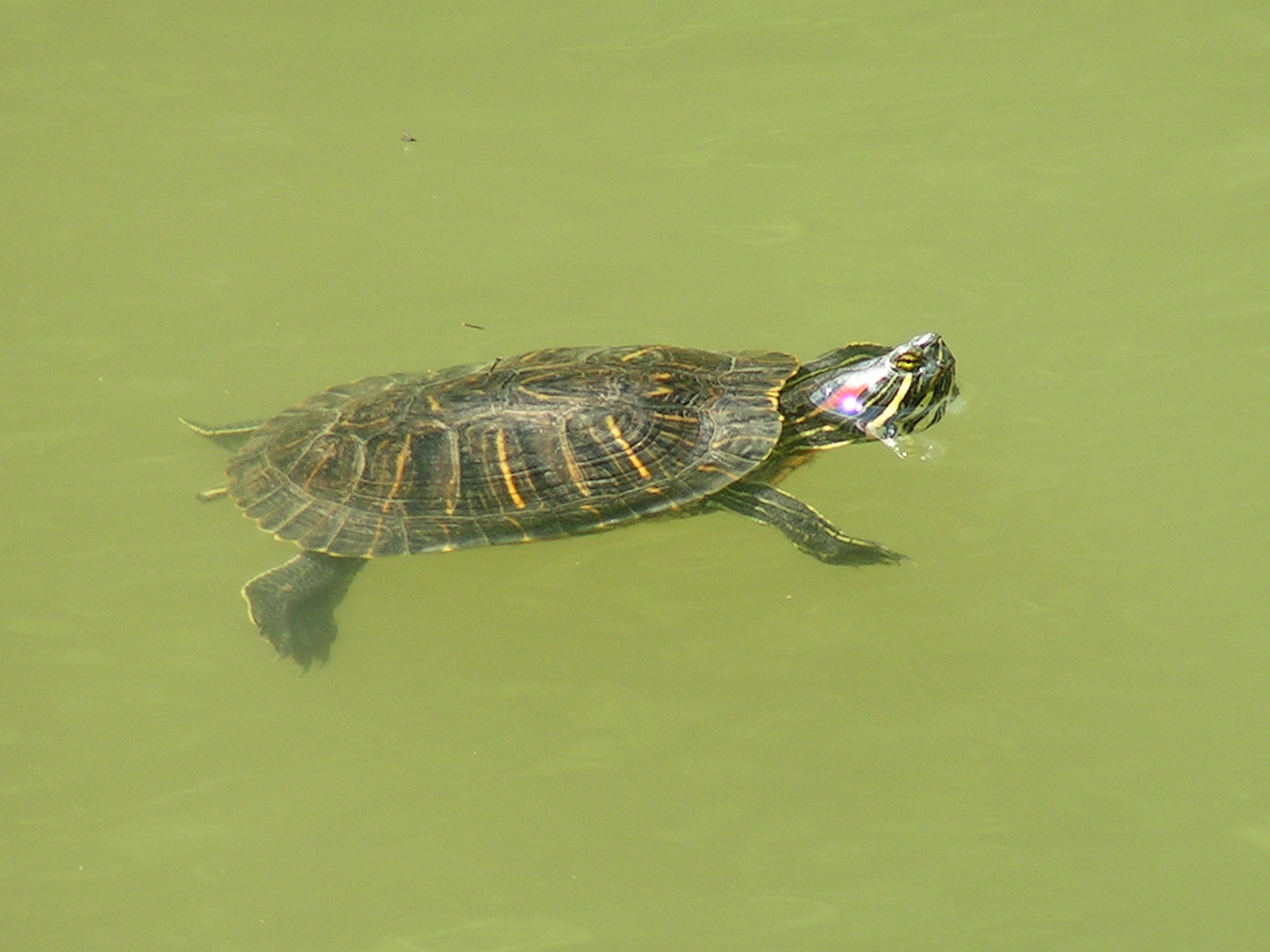  Wasserschildkröte in Maribor 