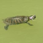  Wasserschildkröte in Maribor 