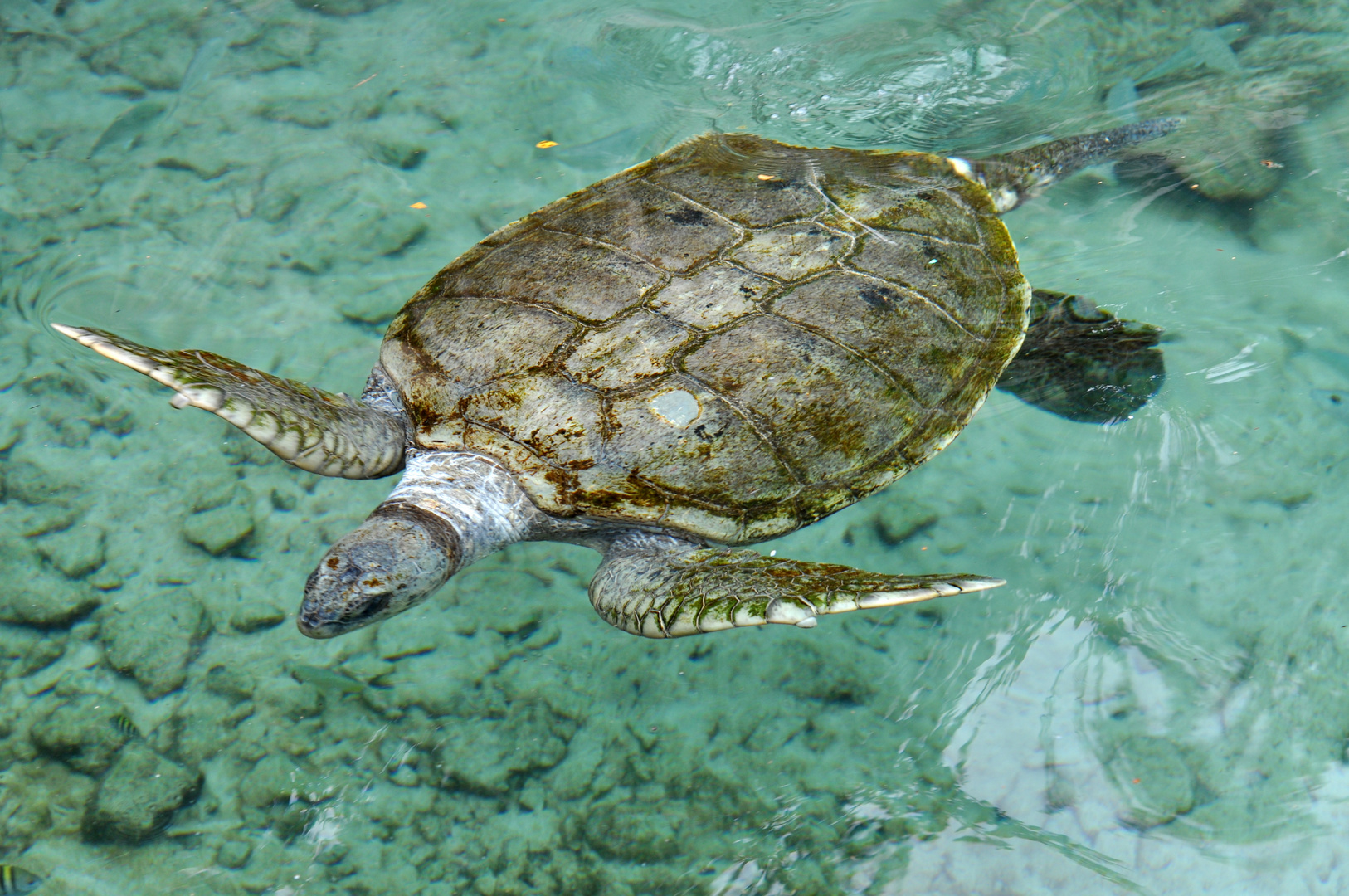 Wasserschildkröte in Mexiko