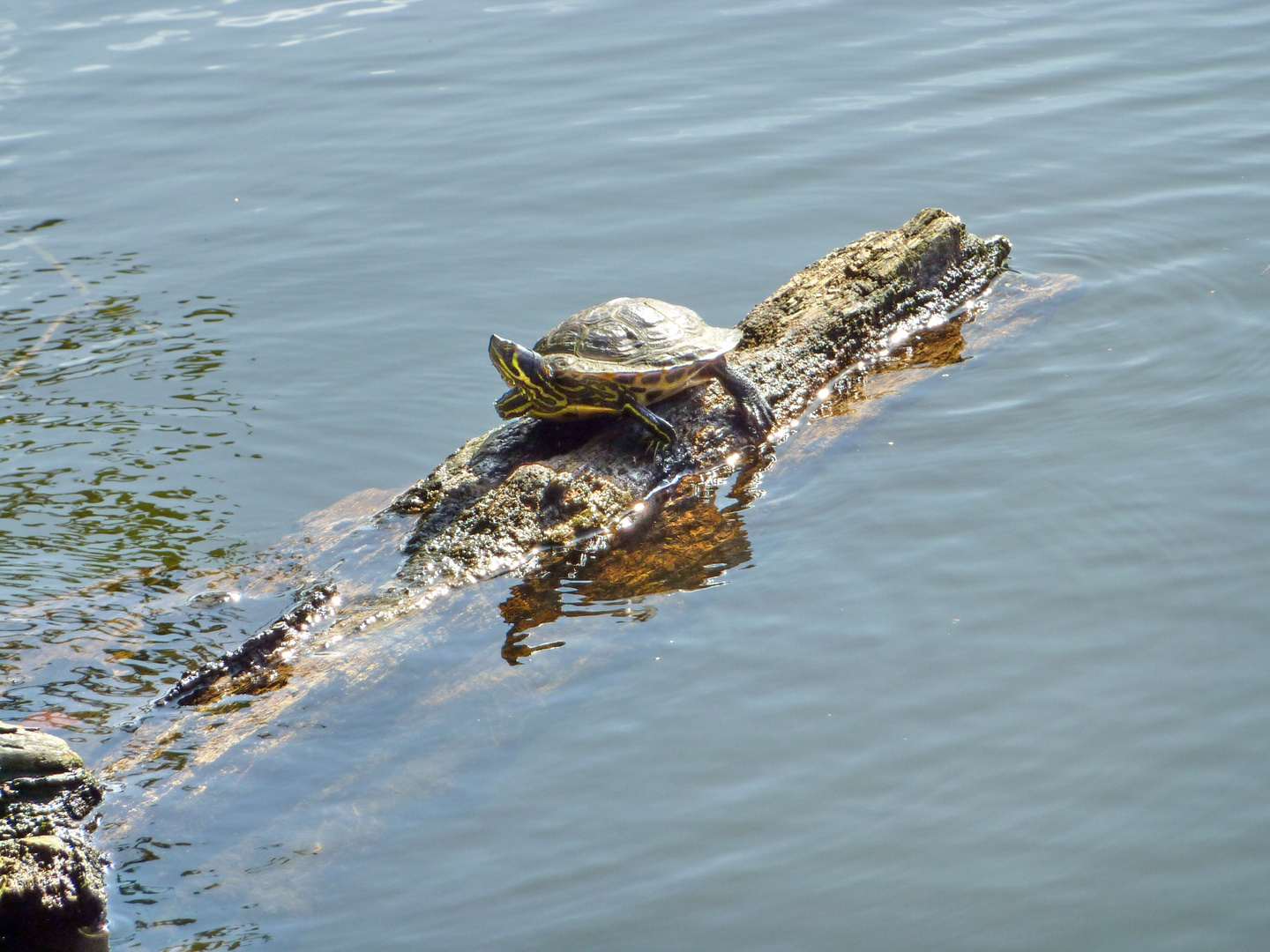 Wasserschildkröte in Norden