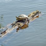 Wasserschildkröte in Norden