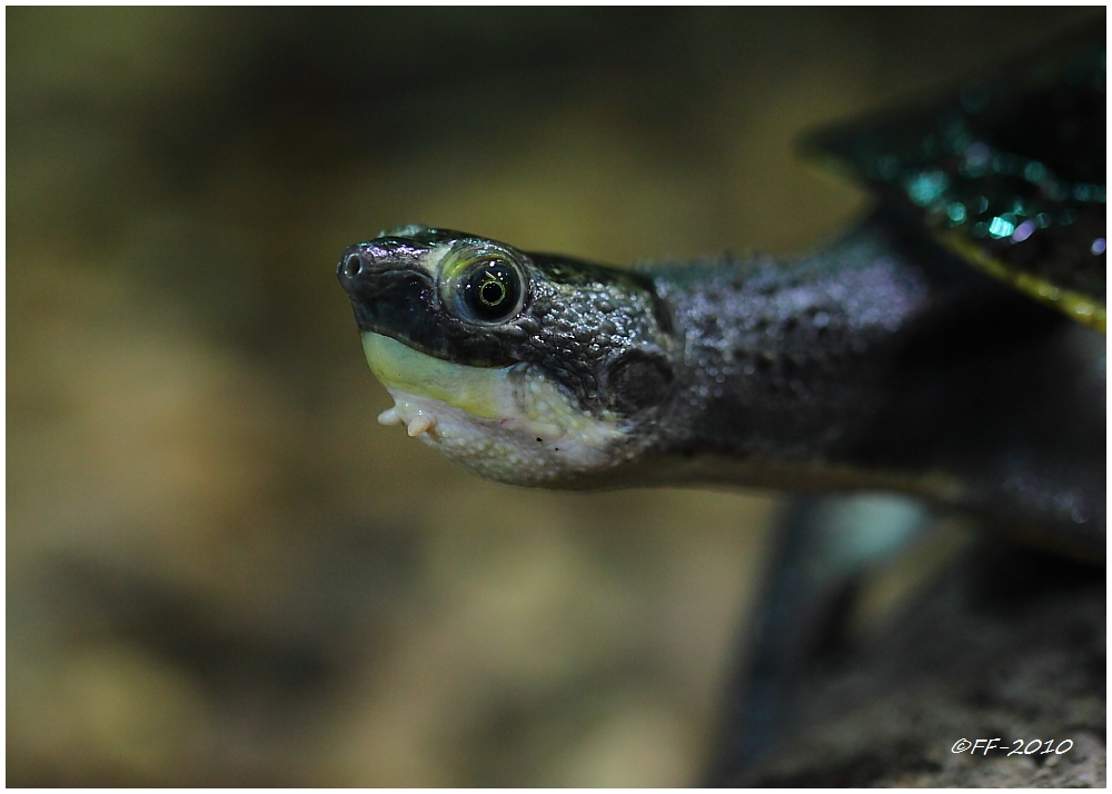 ... Wasserschildkröte (keine Ahnung, wie die heisst) ...