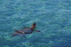 Wasserschildkröte Naxos- Agia-Anna 1