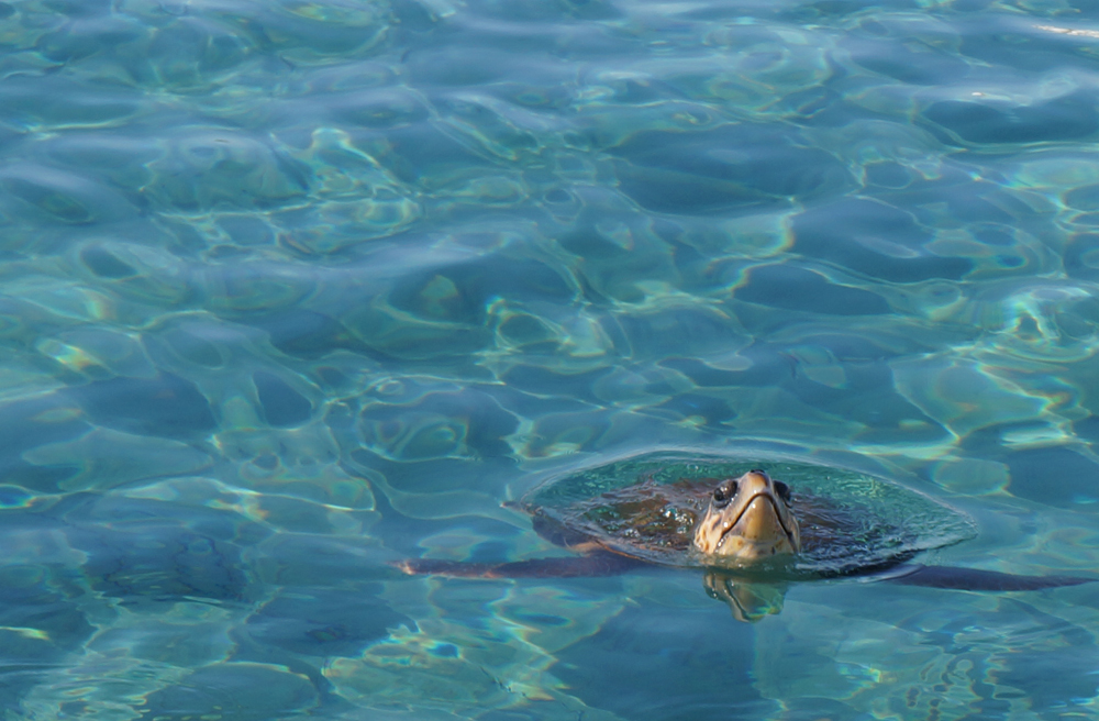 Wasserschildkröte Naxos- Agia-Anna2