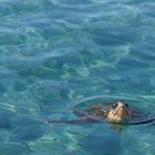 Wasserschildkröte Naxos- Agia-Anna2