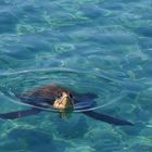 Wasserschildkröte Naxos- Agia-Anna3