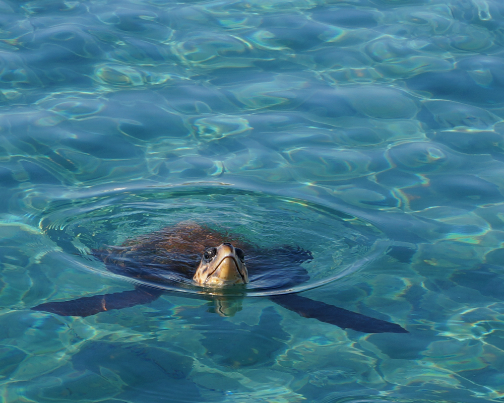 Wasserschildkröte Naxos- Agia-Anna3