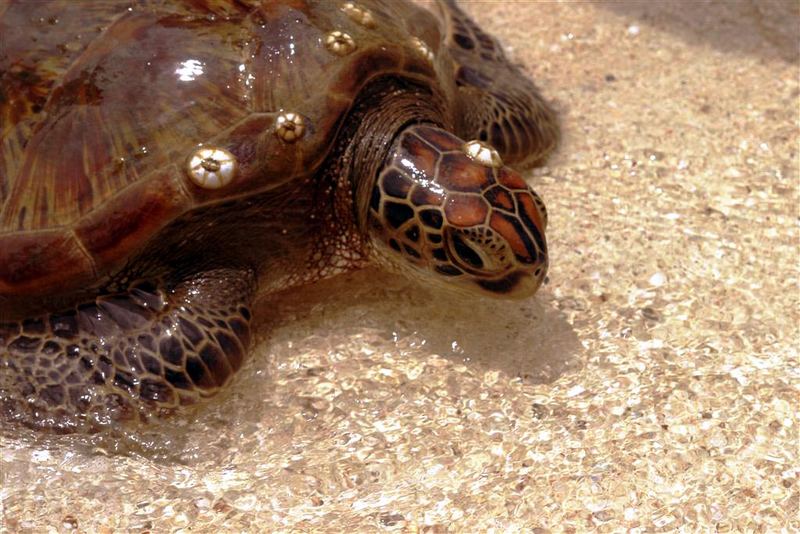 Wasserschildkröte seitlich