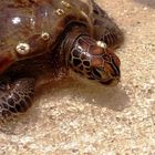 Wasserschildkröte seitlich