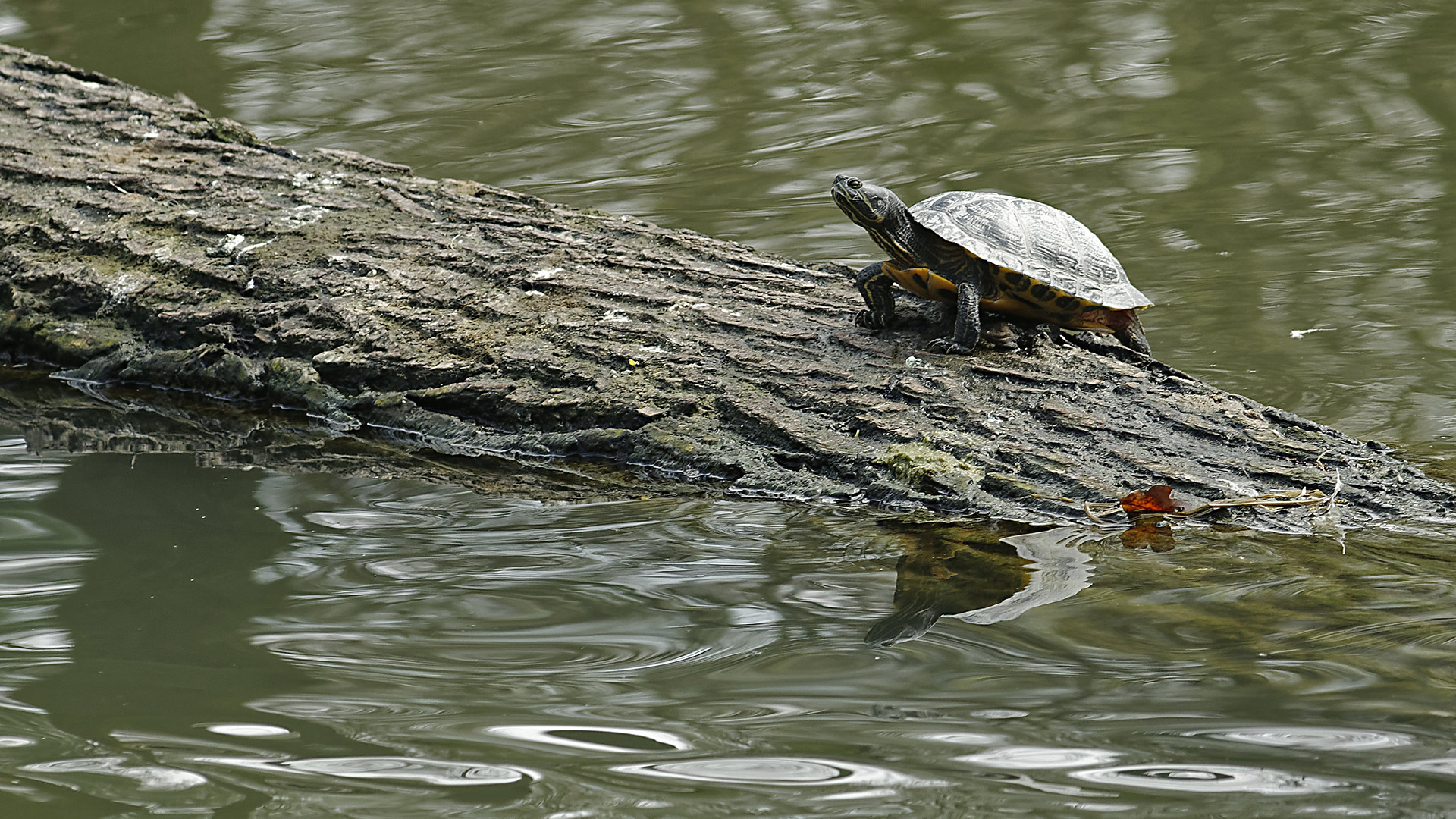 Wasserschildkröte sonnt sich im Ententeich des Hammer Tierparks 