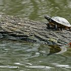Wasserschildkröte sonnt sich im Ententeich des Hammer Tierparks 