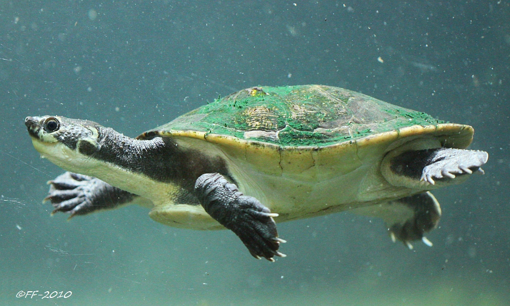 Wasserschildkröte (Spezies unbekannt)