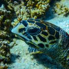 Wasserschildkröte vor Praslin