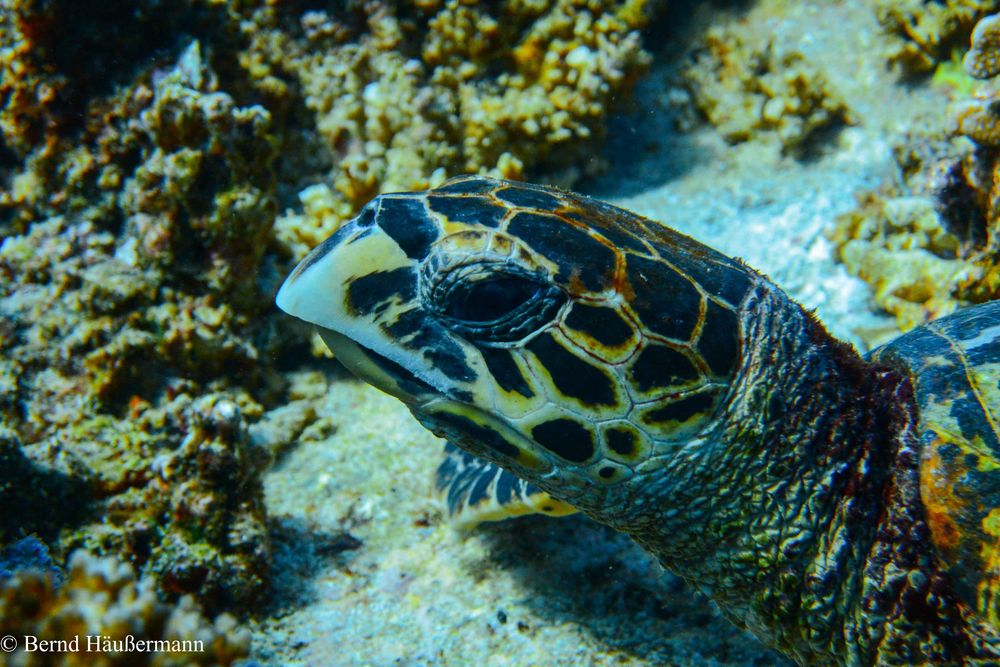 Wasserschildkröte vor Praslin