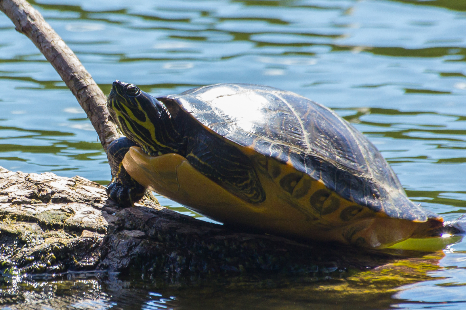 Wasserschildkröte_1