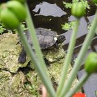 Wasserschildkröte1