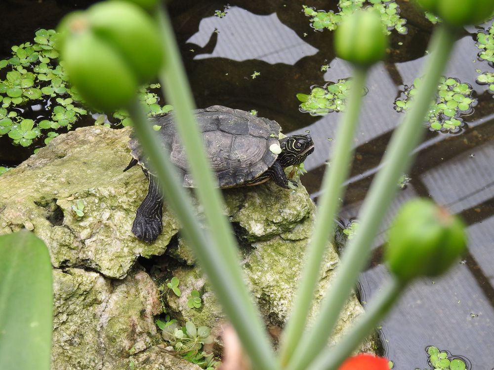 Wasserschildkröte1