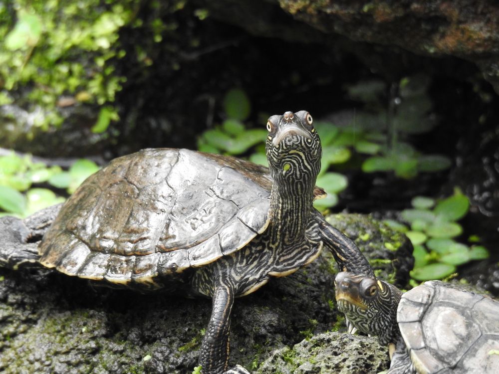 Wasserschildkröte2