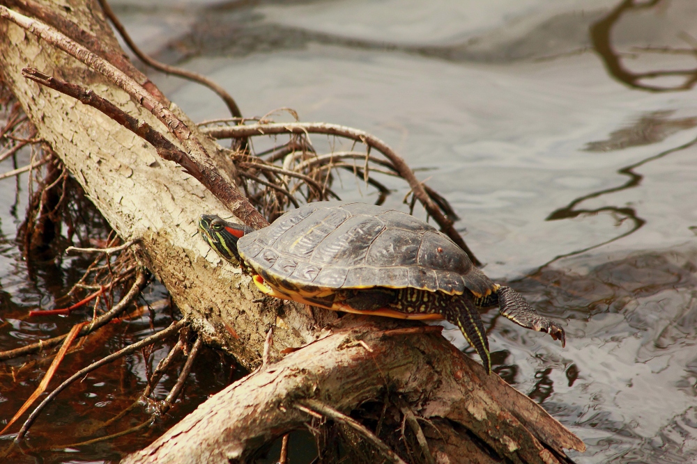 Wasserschildkröte...die wurde wohl einfach ausgesetzt