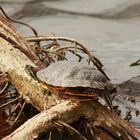 Wasserschildkröte...die wurde wohl einfach ausgesetzt