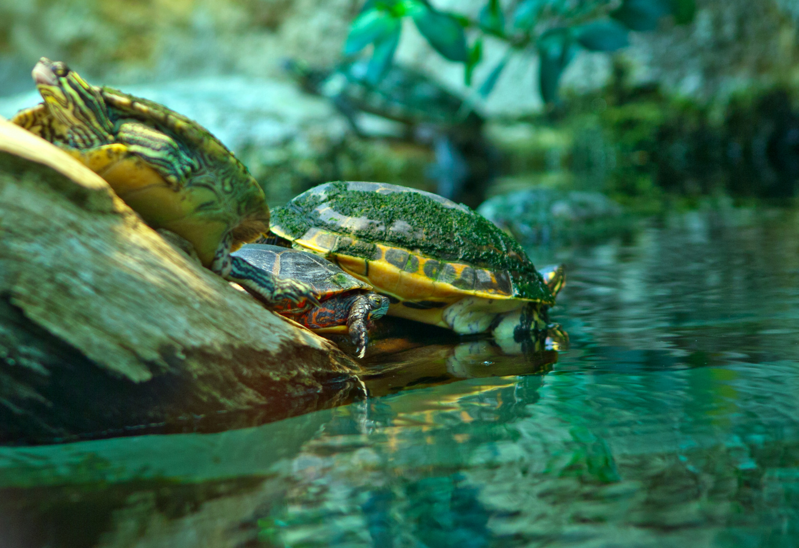 Wasserschildkröten