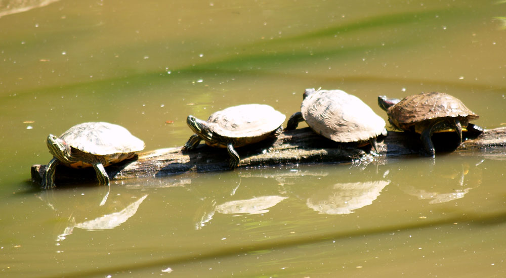 wasserschildkröten