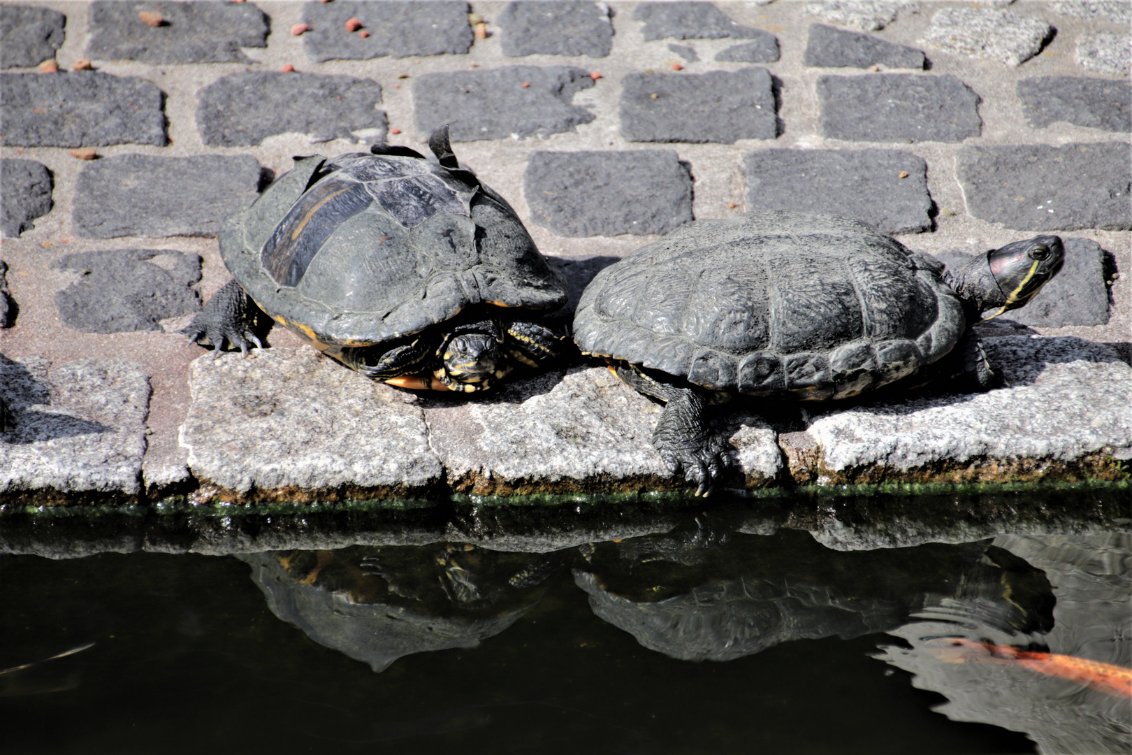 Wasserschildkröten