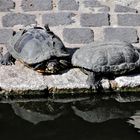 Wasserschildkröten