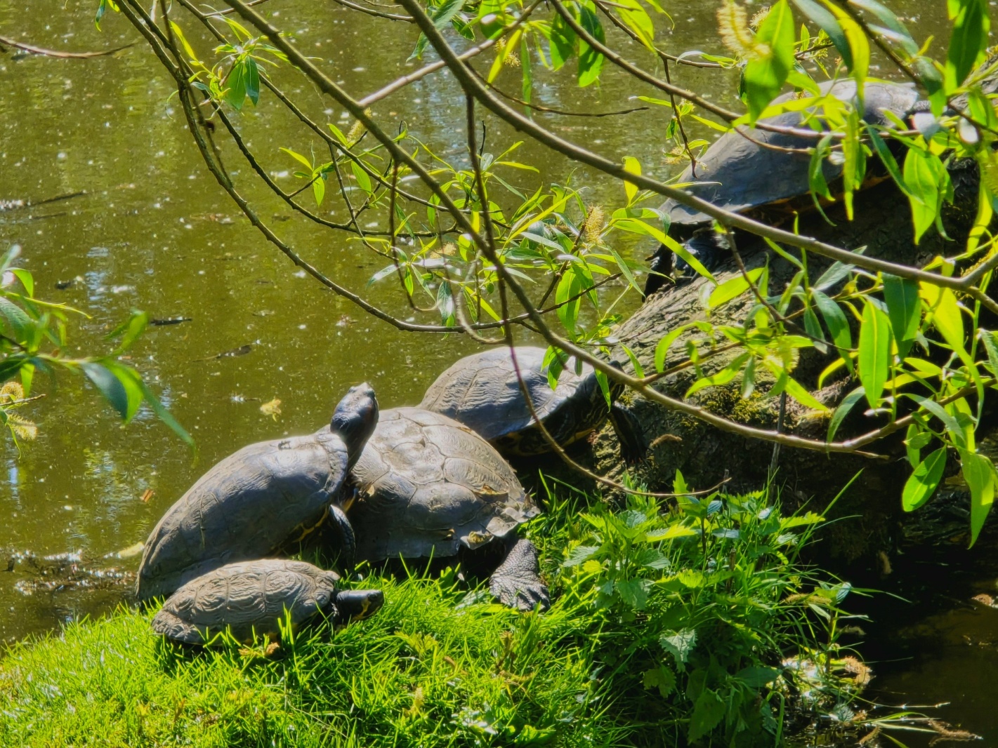 Wasserschildkröten