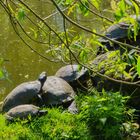 Wasserschildkröten