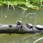 Wasserschildkröten