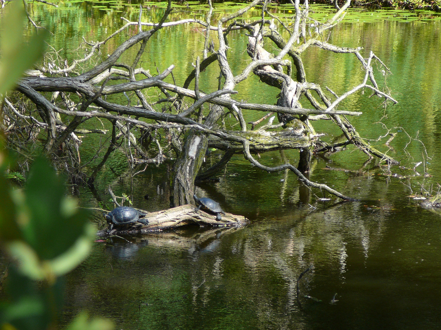 Wasserschildkröten...