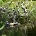 Wasserschildkröten...