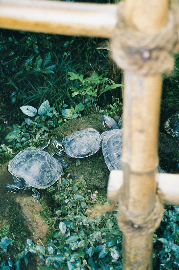 Wasserschildkröten von Günther Gruchala 