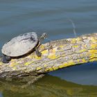 Wasserschildkröten