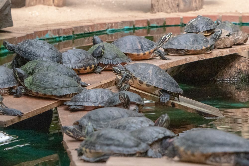 wasserschildkröten