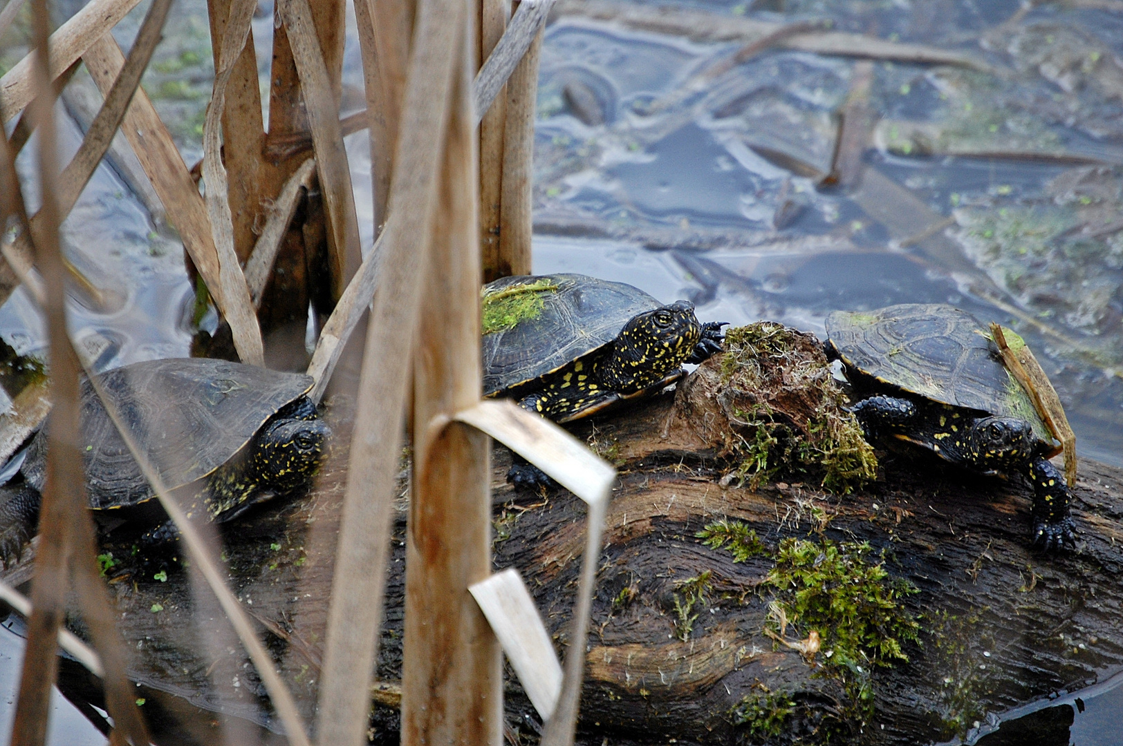 Wasserschildkröten