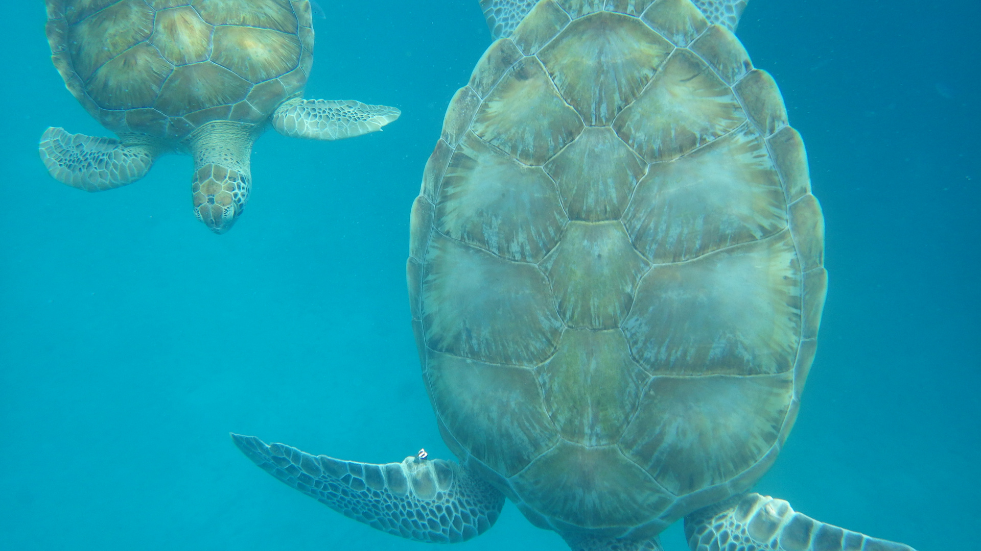 Wasserschildkröten